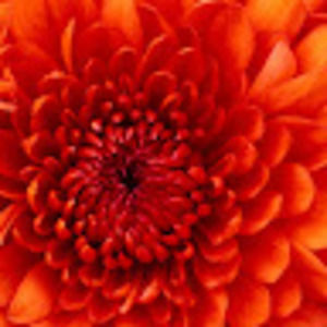 Meet your Posher, Lynne